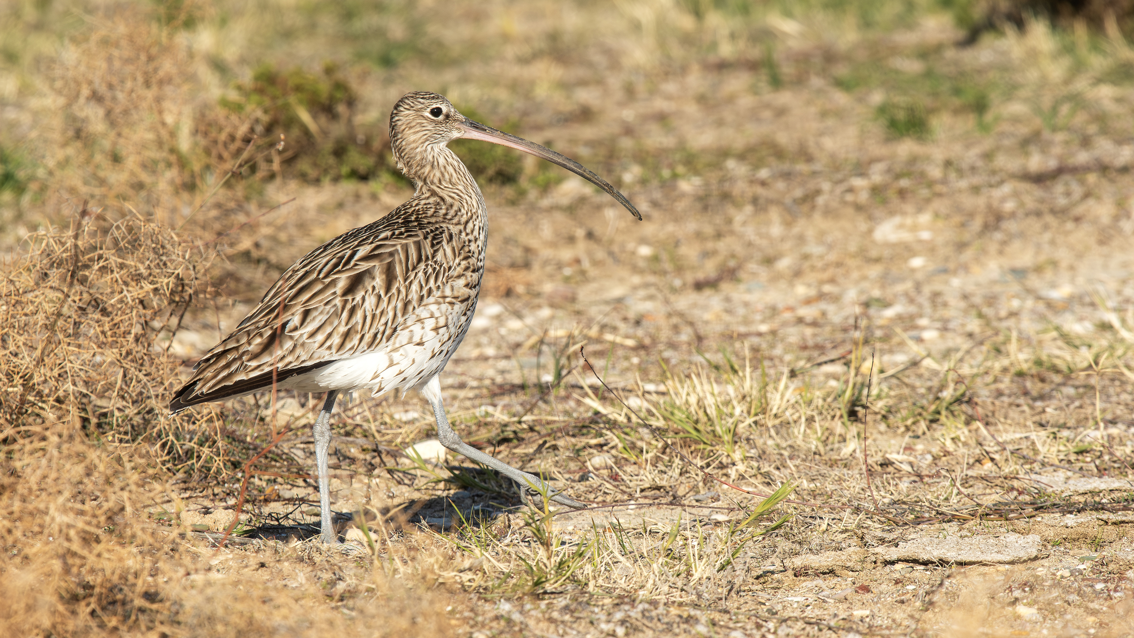 Eurasian Curlew